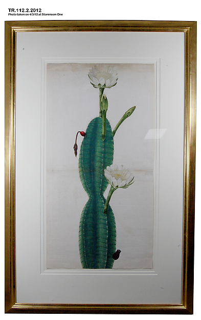 Cactus Plant in Flower